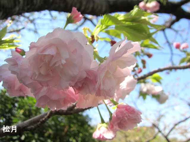 【八重の桜も見頃を迎え】_c0042960_1815358.jpg
