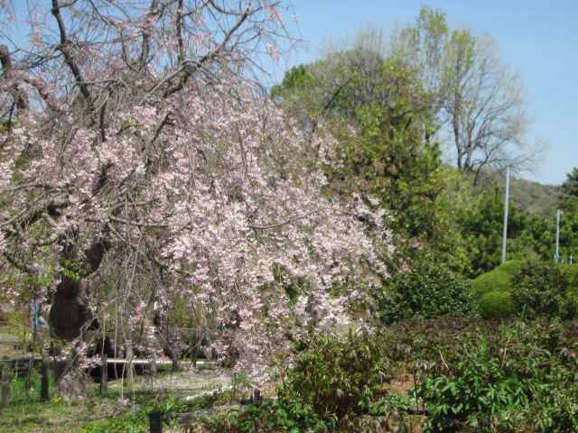 【八重の桜も見頃を迎え】_c0042960_18154562.jpg