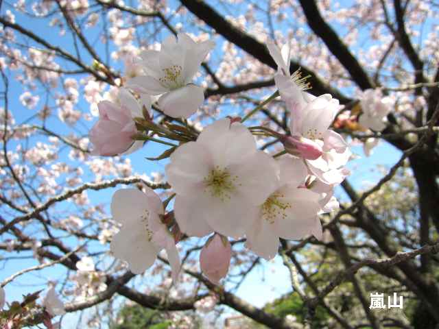 【八重の桜も見頃を迎え】_c0042960_18155057.jpg