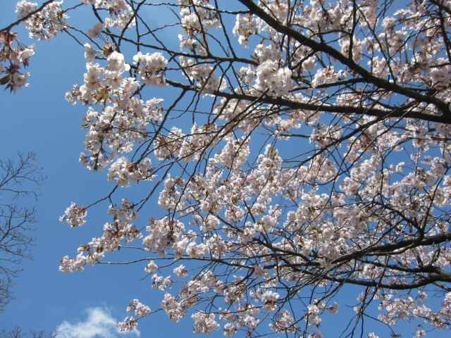 【八重の桜も見頃を迎え】_c0042960_18155839.jpg