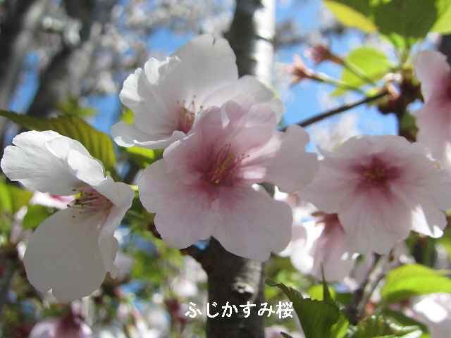 【八重の桜も見頃を迎え】_c0042960_1815859.jpg