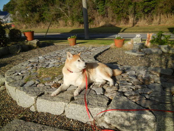 ’13,4,4(木)こころちゃんが初トカゲ、キャ~!_f0060461_1417246.jpg