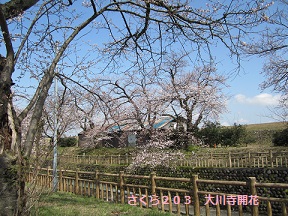 富山地鉄のさくらマップ2013@大川寺駅_a0243562_14455674.jpg