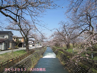 富山地鉄のさくらマップ2013@大川寺駅_a0243562_14462991.jpg