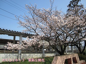 富山地鉄のさくらマップ2013@東新庄駅_a0243562_1448559.jpg
