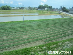 富山地鉄の花便り2013@チューリップと菜の花_a0243562_1621575.jpg