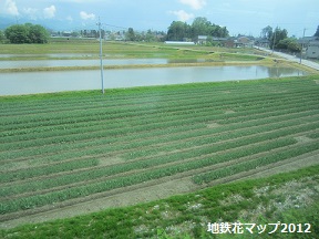 富山地鉄の花便り2013＠チューリップと菜の花_a0243562_1621575.jpg