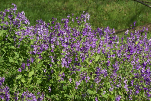 4月5日 紫色の花 小雀公園里山日記