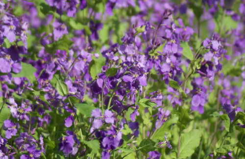 4月5日 紫色の花 小雀公園里山日記
