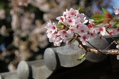 桜２０１３_f0106664_875981.jpg