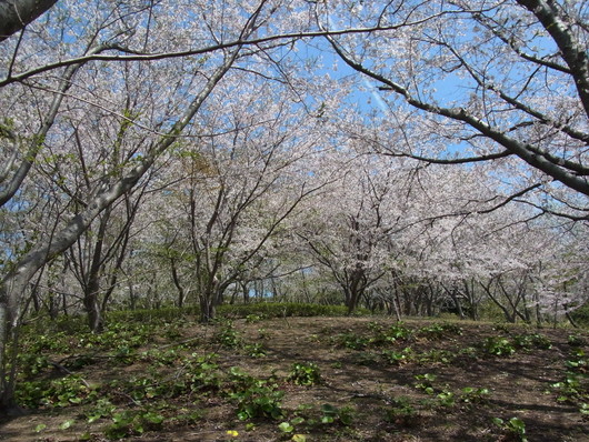 b0194267_19372219.jpg