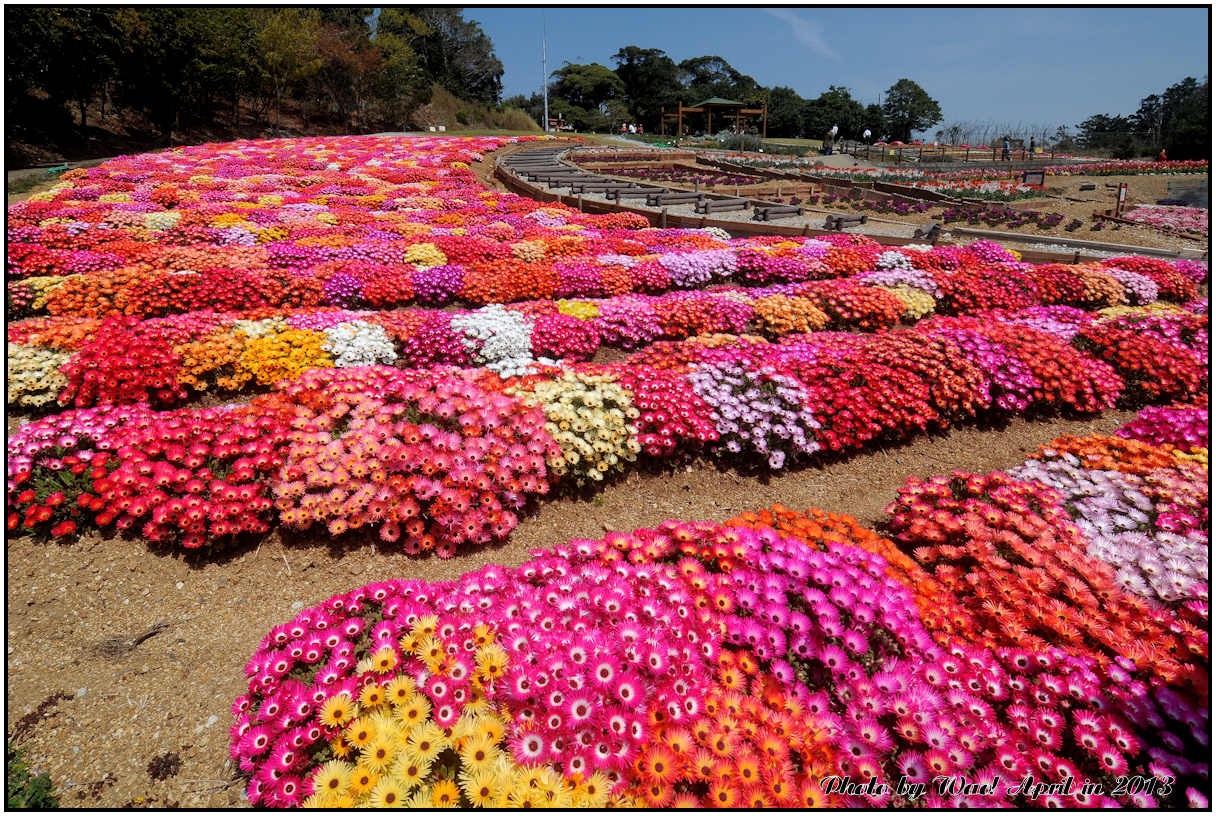 春の花でいっぱい_c0198669_2291599.jpg