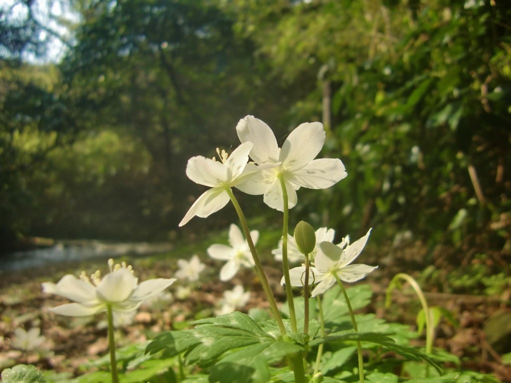 前田川遊歩道を散策。。。神奈川県横須賀市_f0184669_2024621.jpg