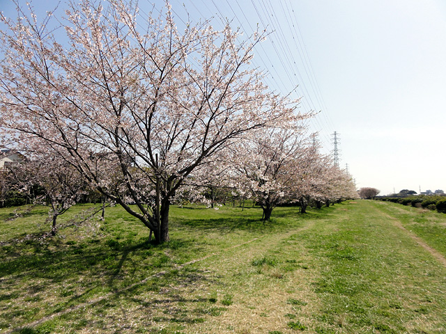 花見川サイクリングロード 千本桜緑地 桜見納め 4 4 わが愛しのxxx 花見川サイクリングロード 千本桜緑地 桜見納め 4 4 わが愛しのxxx