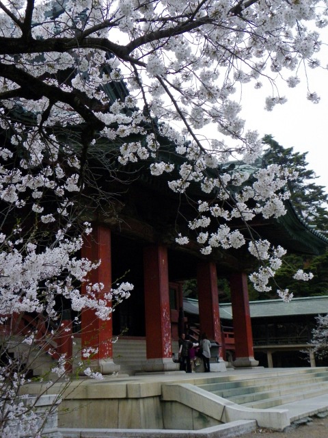 桜満開 八瀬川逍遥 2013 (太田市) 【桜】 : 東毛見聞録