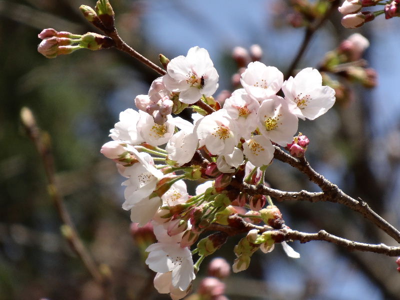 さくらが咲いたよ・・・♪　　２０１３．４．４_c0153880_20521081.jpg