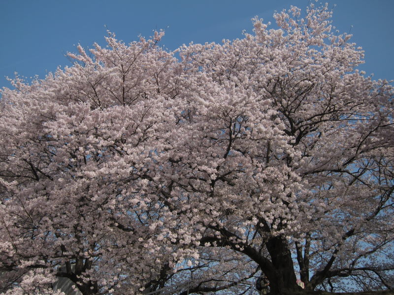 綺麗＆壮観！これが見たかった！京都・八幡背割り桜_e0138081_15105329.jpg