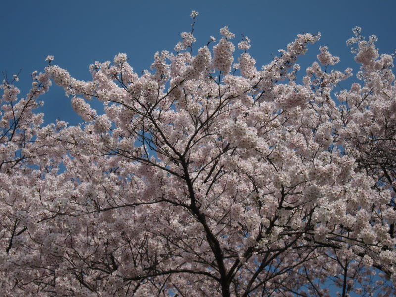 綺麗＆壮観！これが見たかった！京都・八幡背割り桜_e0138081_1511112.jpg