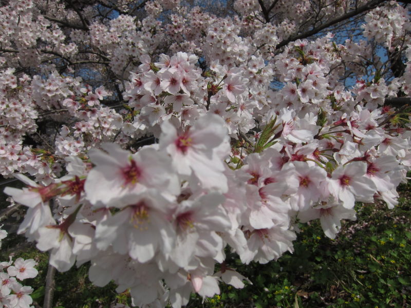 綺麗＆壮観！これが見たかった！京都・八幡背割り桜_e0138081_15135847.jpg