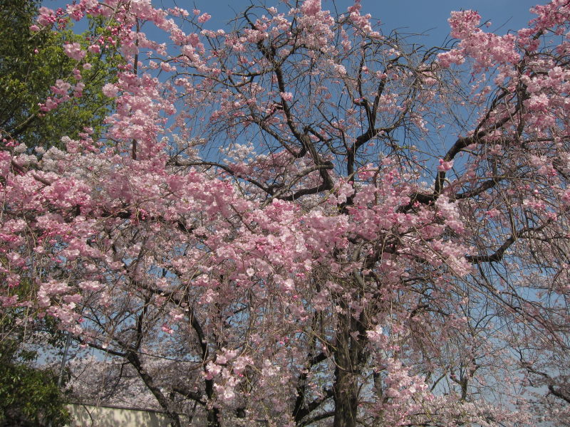 綺麗＆壮観！これが見たかった！京都・八幡背割り桜_e0138081_15172230.jpg