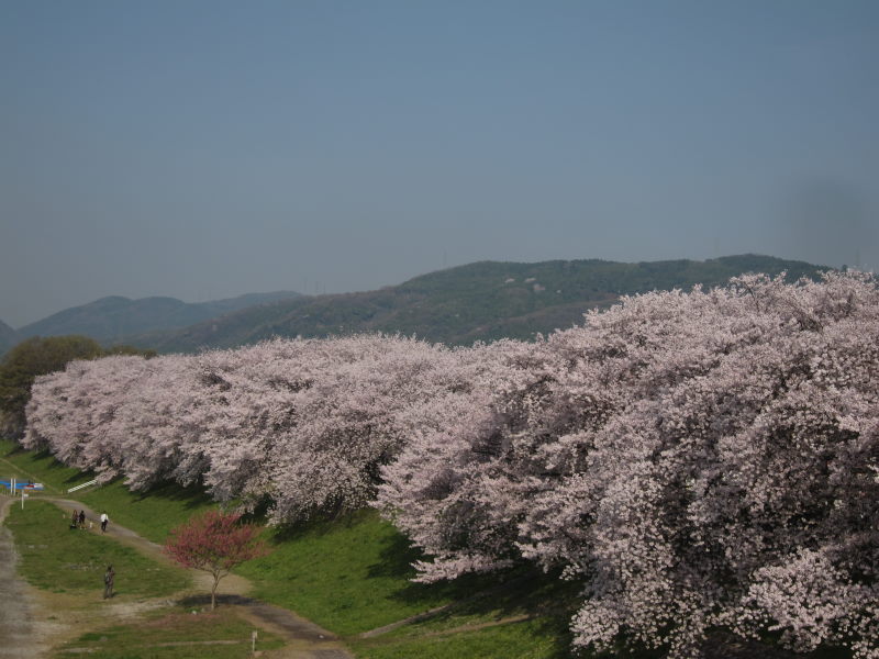 綺麗＆壮観！これが見たかった！京都・八幡背割り桜_e0138081_1521078.jpg