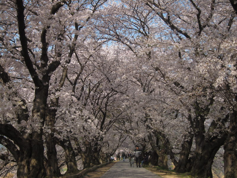 綺麗＆壮観！これが見たかった！京都・八幡背割り桜_e0138081_1553027.jpg