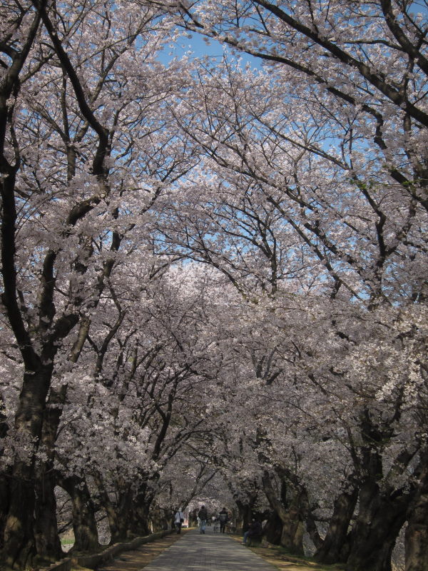綺麗＆壮観！これが見たかった！京都・八幡背割り桜_e0138081_155929.jpg