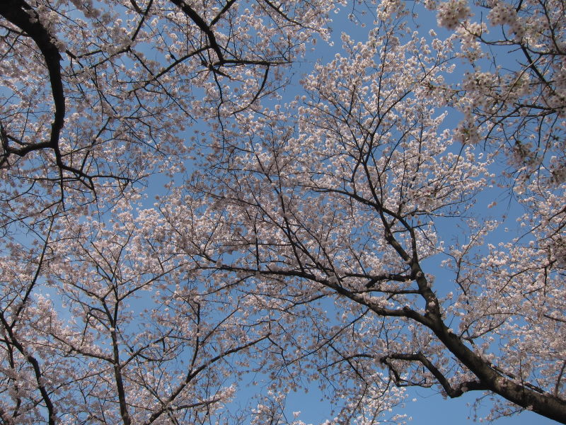 綺麗＆壮観！これが見たかった！京都・八幡背割り桜_e0138081_1582788.jpg