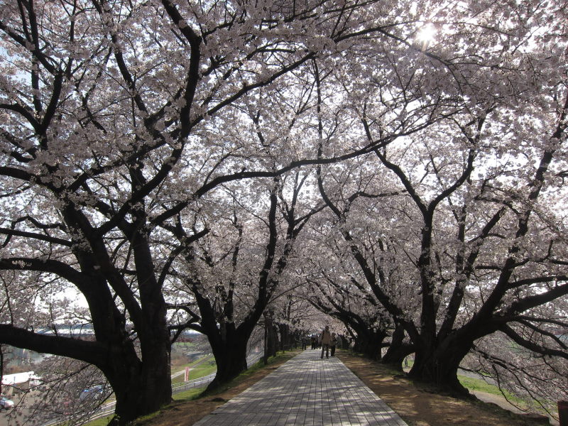 綺麗＆壮観！これが見たかった！京都・八幡背割り桜_e0138081_1591245.jpg