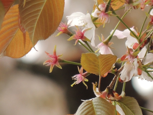 花の蕊 しべ 小鳥が教えてくれたこと