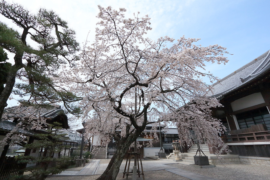 13.03.24：古刹と枝垂れ桜①香積院（前編）_c0007190_1923930.jpg