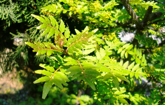 山椒に初めて花芽がついています♪_f0212993_8273424.jpg