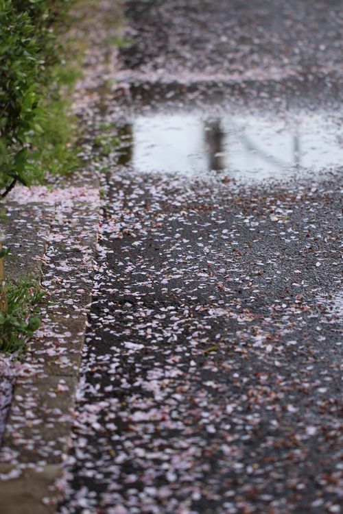 今日（3日）の散り桜！　　　_d0025894_0314425.jpg