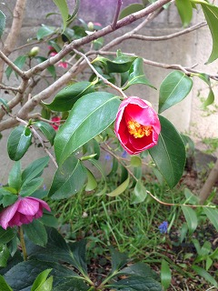 いぶし銀_a0233896_23532416.jpg