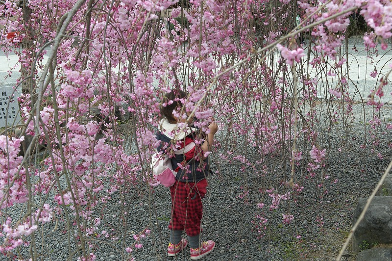 嵐山は雨模様_e0117096_639997.jpg