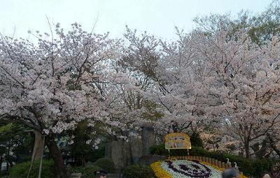 神戸の桜　４　王子動物園夜桜通り抜け_b0051598_22244588.jpg