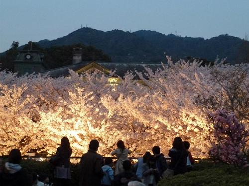 神戸の桜　４　王子動物園夜桜通り抜け_b0051598_22273627.jpg