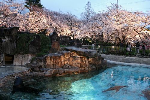 神戸の桜　４　王子動物園夜桜通り抜け_b0051598_22305880.jpg