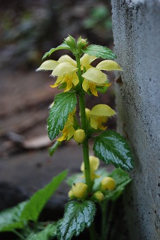 c0124100_044235.jpg