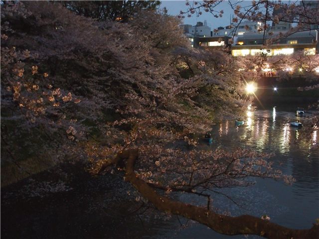 さよなら桜_f0224100_88160.jpg