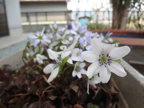 火曜日・金曜日の朝の楽しみ～！_e0292102_11312924.jpg