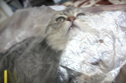 新しいおもちゃ。。_c0178104_15152789.jpg