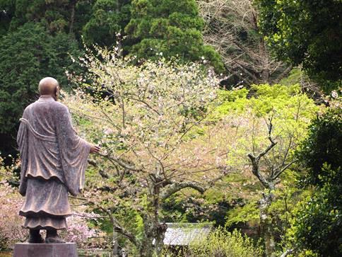 比企ヶ谷　妙本寺のカイドウ(2013.04.04 part2)_e0245404_1711396.jpg