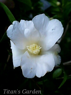 Camellia × wabisuke \'Shiro-wabisuke\'_b0099813_13153375.jpg