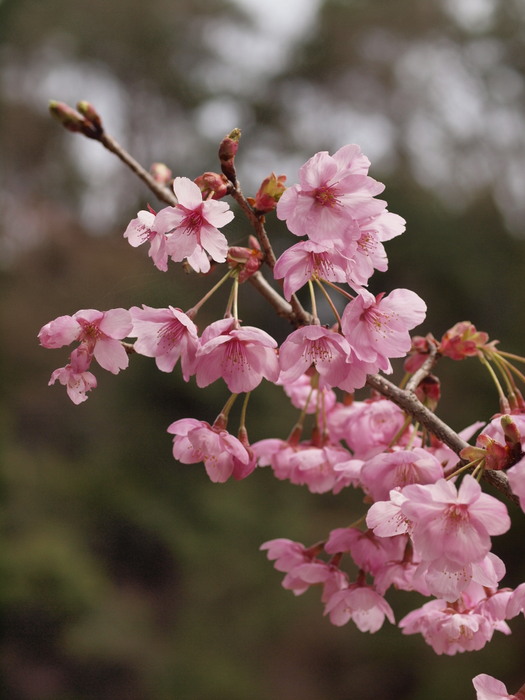 陽光桜（ようこうざくら）_c0116915_075637.jpg