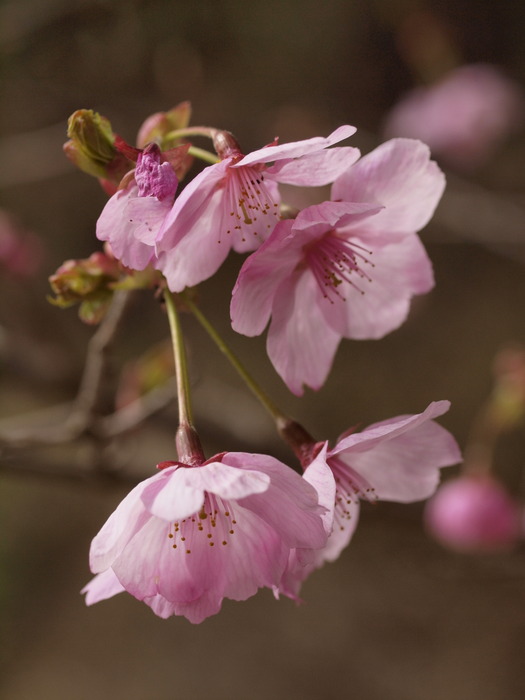 陽光桜（ようこうざくら）_c0116915_084240.jpg