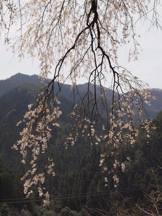 田布壹神社（タフノウテナジンジャ）のしだれ桜_c0116915_2334731.jpg