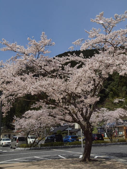 湯来ロッジとその周辺の桜_c0116915_23453350.jpg