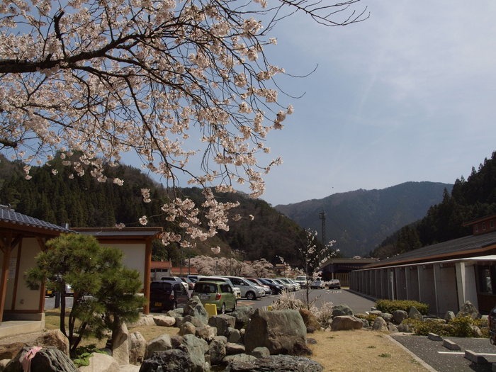 湯来ロッジとその周辺の桜_c0116915_23463834.jpg