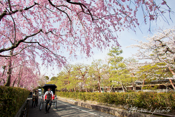 京都の桜　其の四_c0037519_231408.jpg